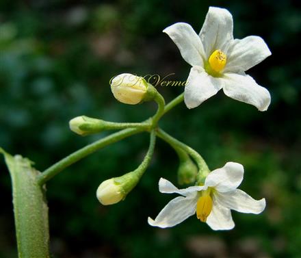  Inflorescence